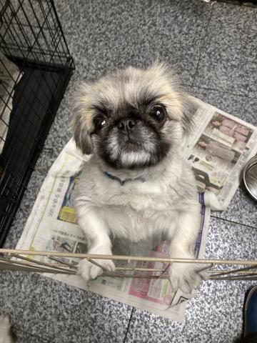 ペキニーズ 若菜